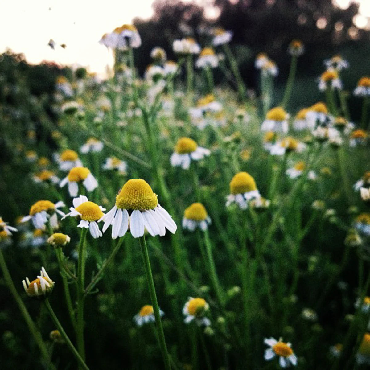 Roman Lawn Chamomile