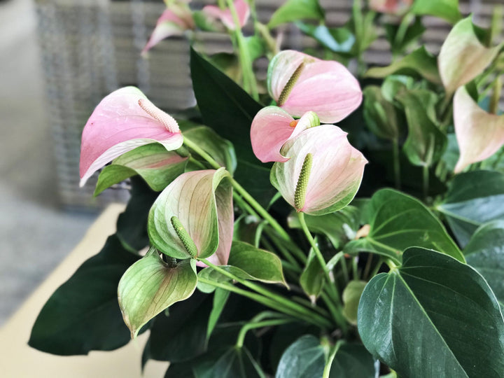 Heirloom Non-GMO Anthurium Flower Seeds for Planting – Baby Pink Exotic Beauty Blooms