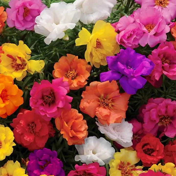 Portulaca Flower Seeds – Heirloom Non-GMO Sun-Loving Blooms for Colorful Garden Planting