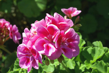 Heirloom Non-GMO Geranium Pelargonium Flower Seeds for Planting – Vibrant Colorful Garden Blooms