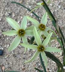 Green with Envy Daffodil Seeds