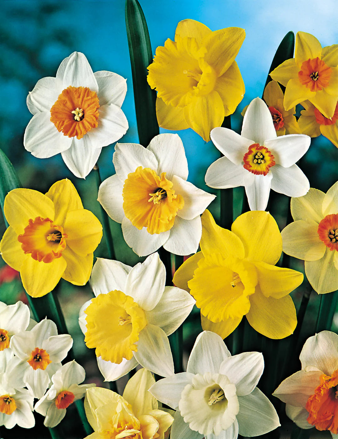 Daffodils for Naturalizing Mixture Seeds