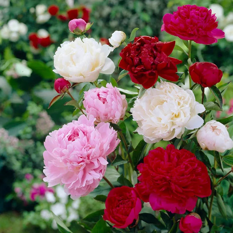 Cut-Flower Peony Mixture