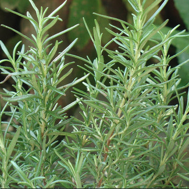Aromatic Herb Rosemary Heirloom Non-GMO Seeds for Planting