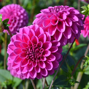 Dahlia- Violet (Tuber)