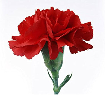 Futaba Red Crape Flower Seeds – Organic, Heirloom, Non-GMO Seeds for Planting