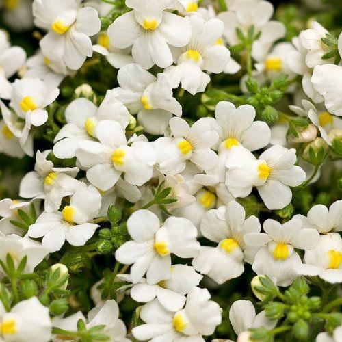 Organic White Nemesia Strumosa Flower Seeds for Planting – Heirloom, Non-GMO