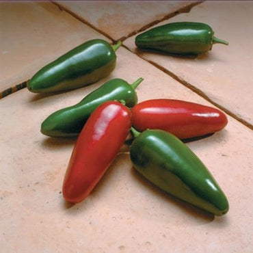 El Jefe – Jalape?o Pepper Seed