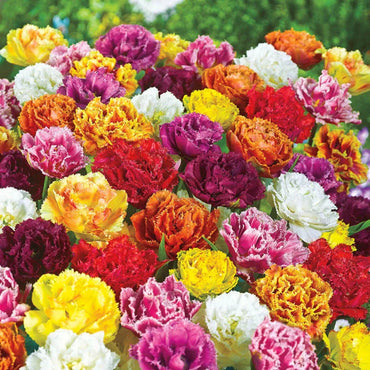 Peony-Flowering Tulip Mixture Seeds
