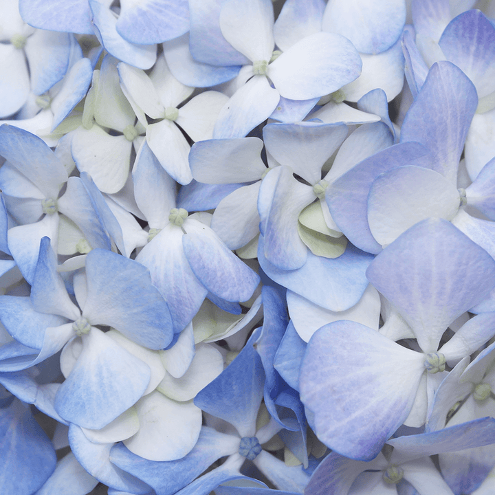 Heirloom Blue White Hydrangea Flower Seeds, Non-GMO Bicolor Blooms for Planting