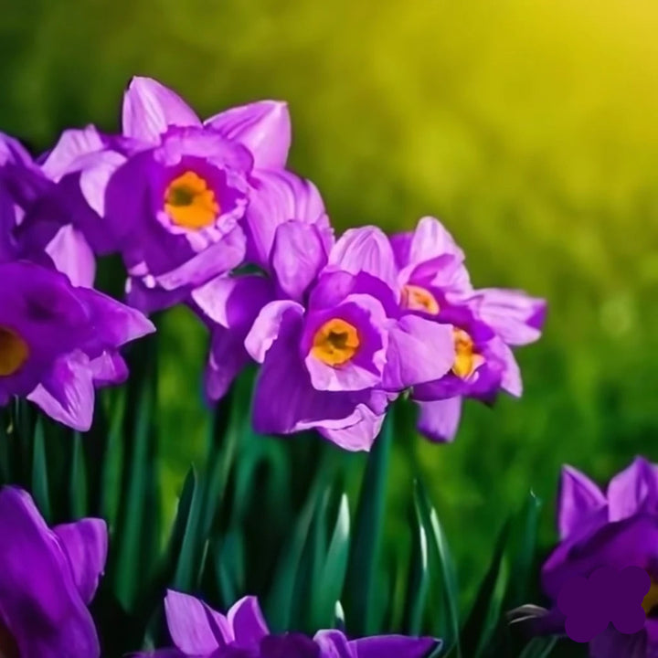 Violet Daffodils Flower Seeds for Planting – Non-GMO, Heirloom, Vibrant Blooms