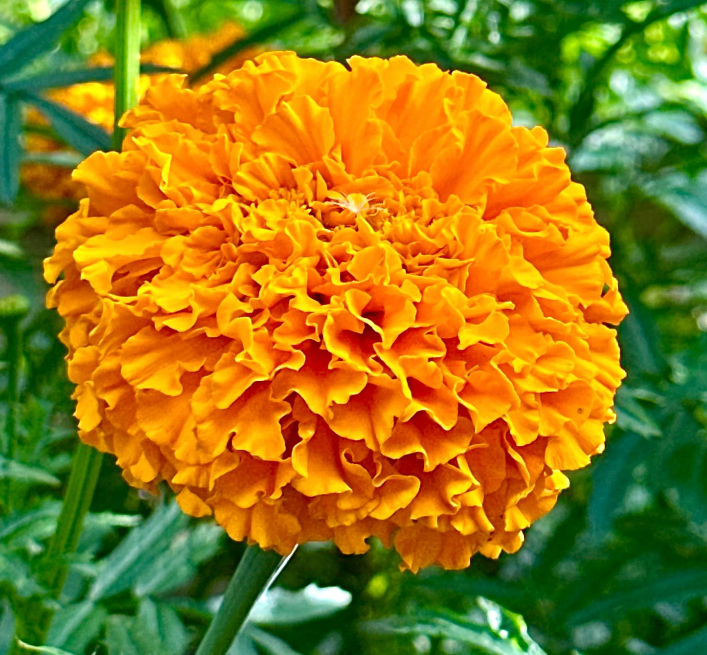 Marigold, African- Sierra Orange