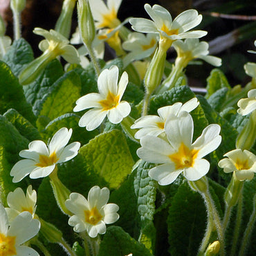 Primula Flower Seeds for Planting - 100