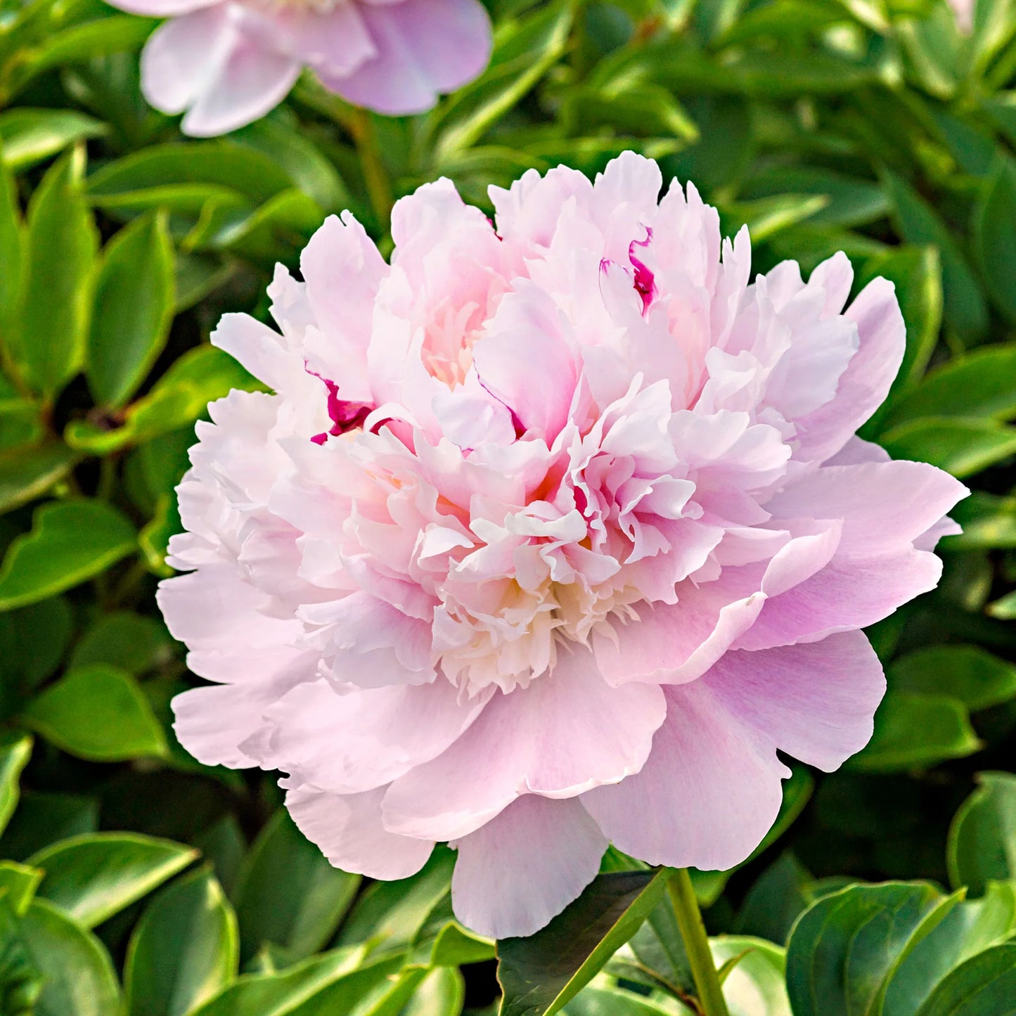 Eden's Perfume Peony