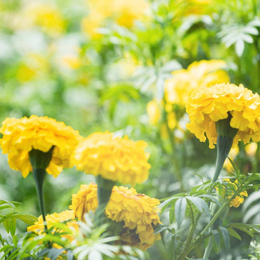 Marigold, French- Lemon Drop