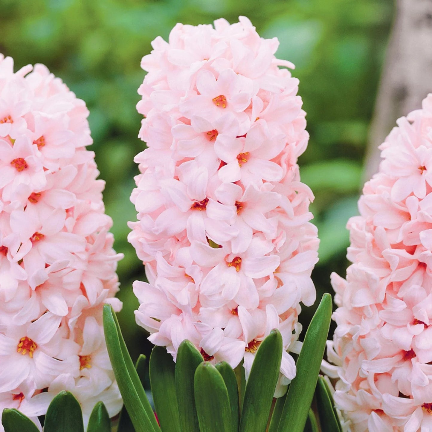 Hyacinth- China Pink