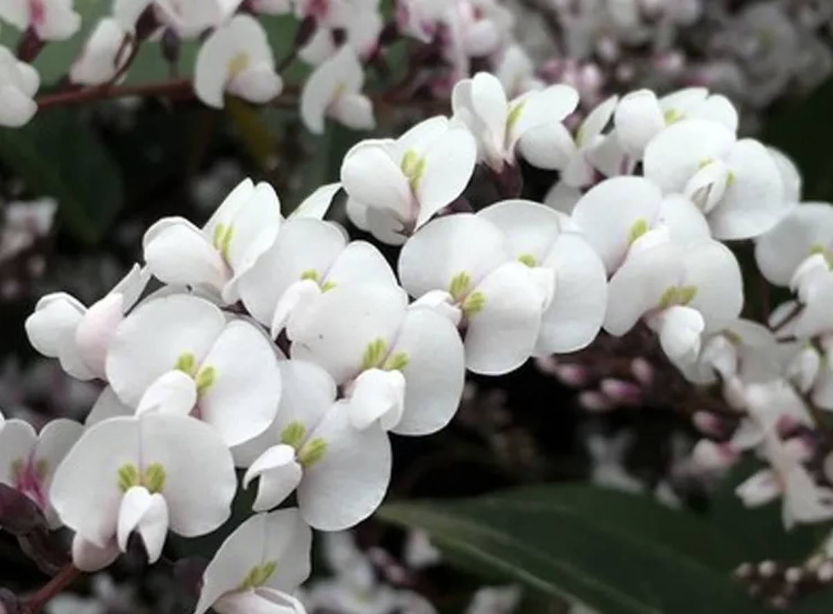 Hardenbergia- White