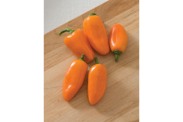 Lunchbox Orange – Organic Snack Pepper Seed