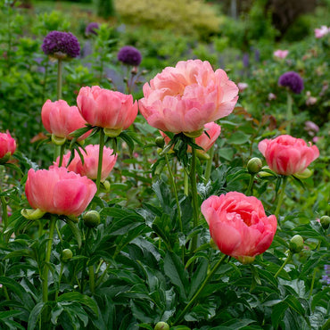 Coral Magic Peony