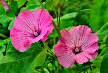 Organic Pink Lavatera Flower Seeds for Planting – Heirloom, Non-GMO