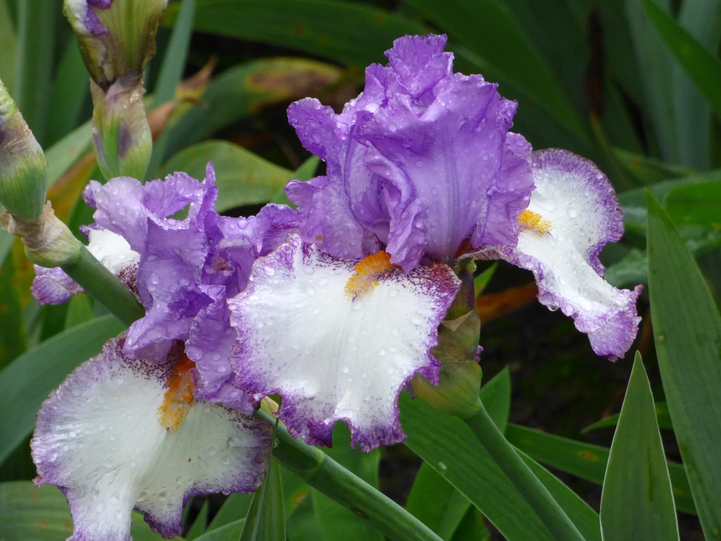 Swept Off My Feet Reblooming Bearded Iris