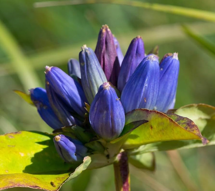 Heirloom Non-GMO Blue Gentiana Triflora Flower Seeds – Alpine Blooms for Garden Planting