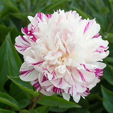 Candy Stripe Peony