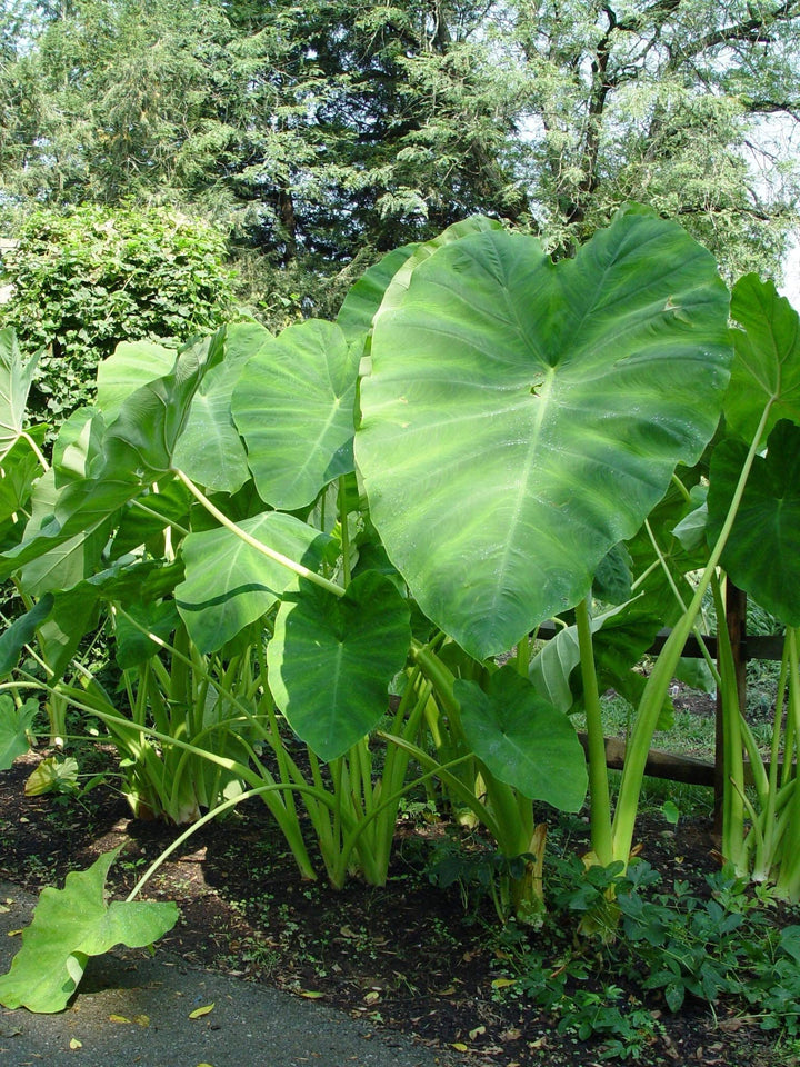 Green Giant Elephant Ear Seeds – Heirloom, Non-GMO Tropical Plant Seeds for Planting
