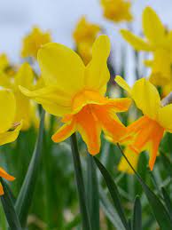 Rataplan Daffodil Seeds