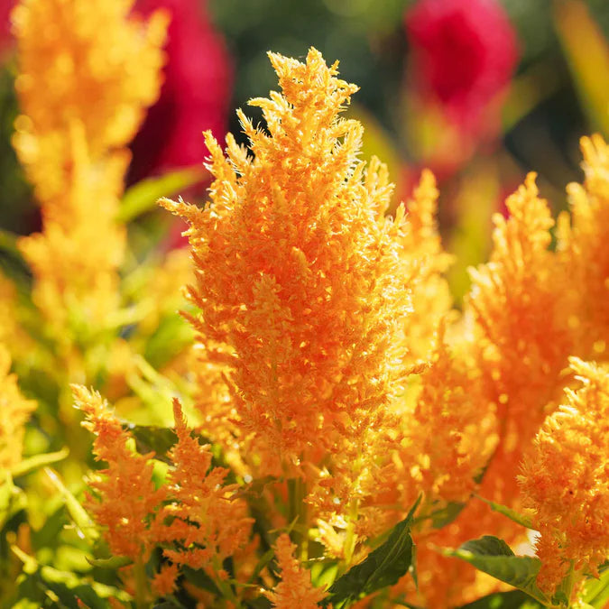 Celosia- Pampas Plume