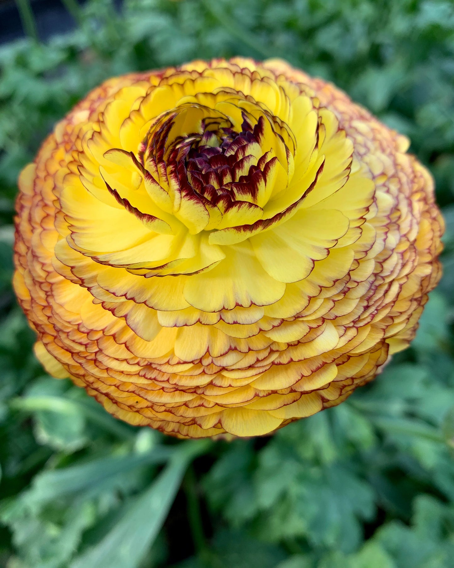 Ranunculus- Elegance Giallo Striato 164B