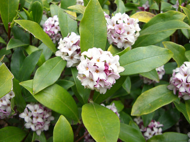 Daphne Seeds for Planting Organic, Heirloom, Non-GMO Flowering Shrub Seeds