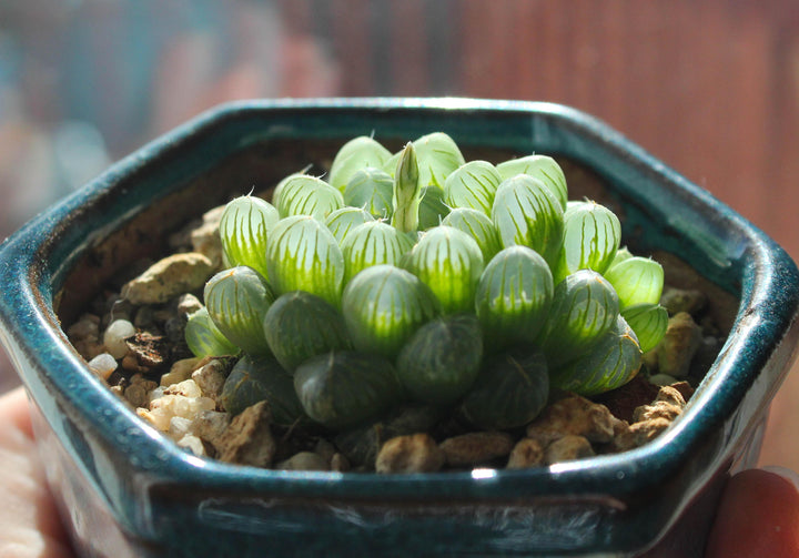 Haworthia Cooperi Flower Seeds for Planting NON GMO Seeds