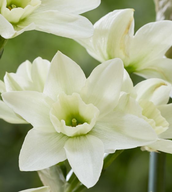 Polar Hunter Daffodil Seeds