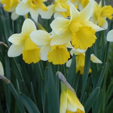 Daffodil- Ptolemy