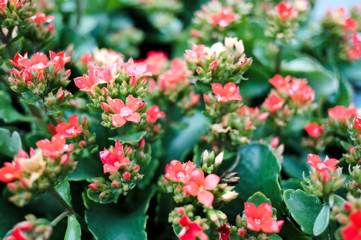 Kalanchoe Mixed Flower Seeds for Planting – Organic, Heirloom, Non-GMO Seeds