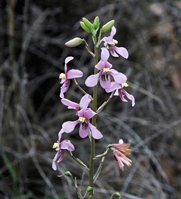 Heirloom Non-GMO Cyanella Flower Seeds for Graceful Garden Displays and Seasonal Planting