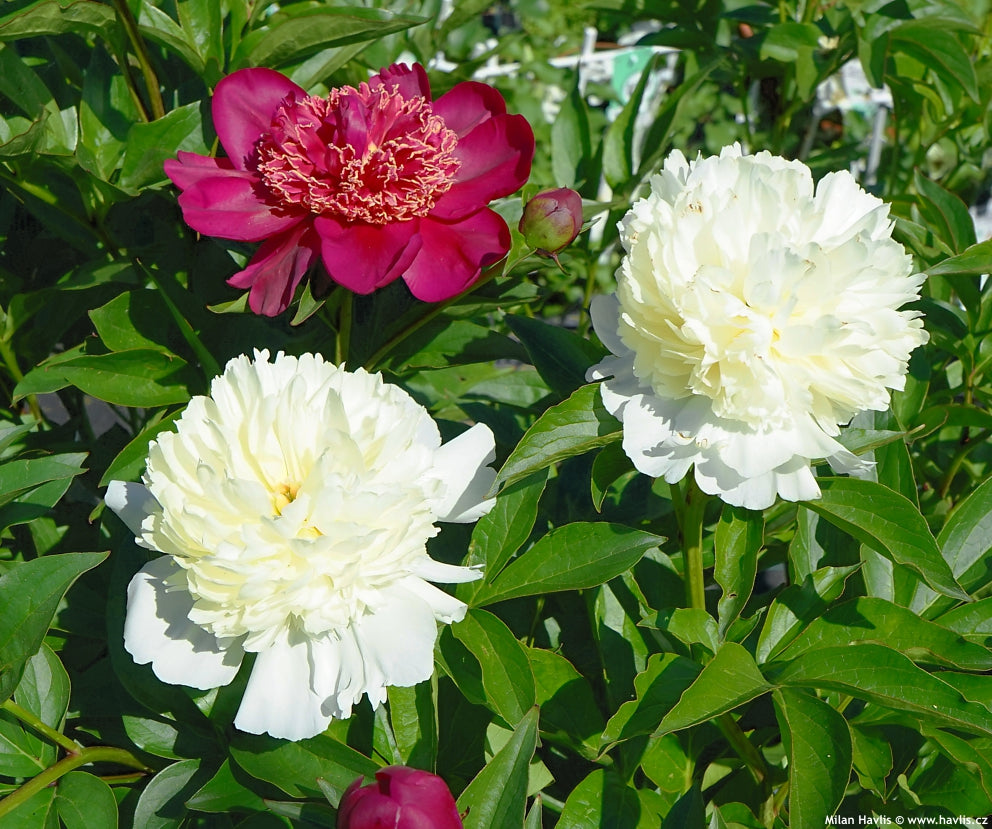 Laura Dessert Peony
