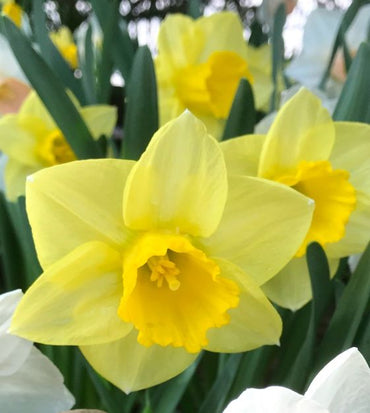 Daffodil- Golden Salome
