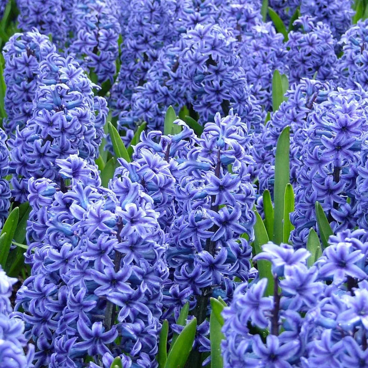 Hyacinth Flower Seeds for Planting – Organic, Heirloom, Non-GMO Seeds