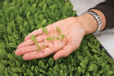 Defender – Organic Lettuce Seed