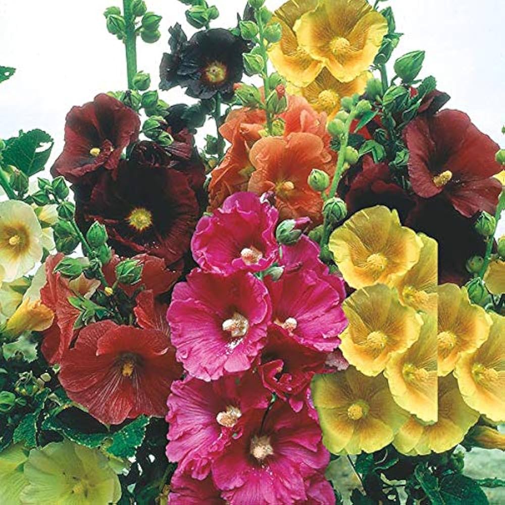 Hollyhock Mixture