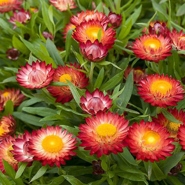 Heirloom Non-GMO Red Strawflower Seeds for Dried Floral Arrangements and Garden Planting