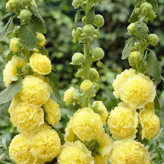 Chater's Double Yellow Hollyhock