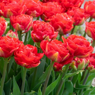 Pamplona Tulip Seeds