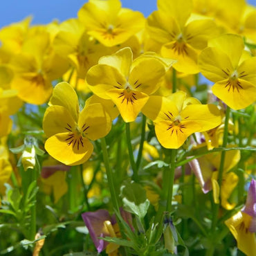 Velour Flower Seeds – Heirloom Non-GMO Richly Colored Blooms for Elegant Garden Planting