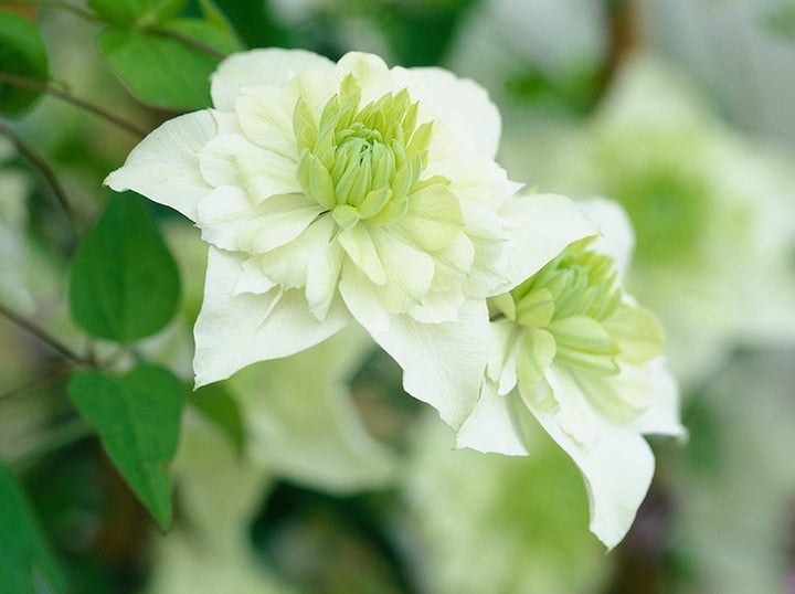 Light Green Clematis Flower Seeds – Heirloom Non-GMO Climbing Blooms for Garden Fences and Arbors