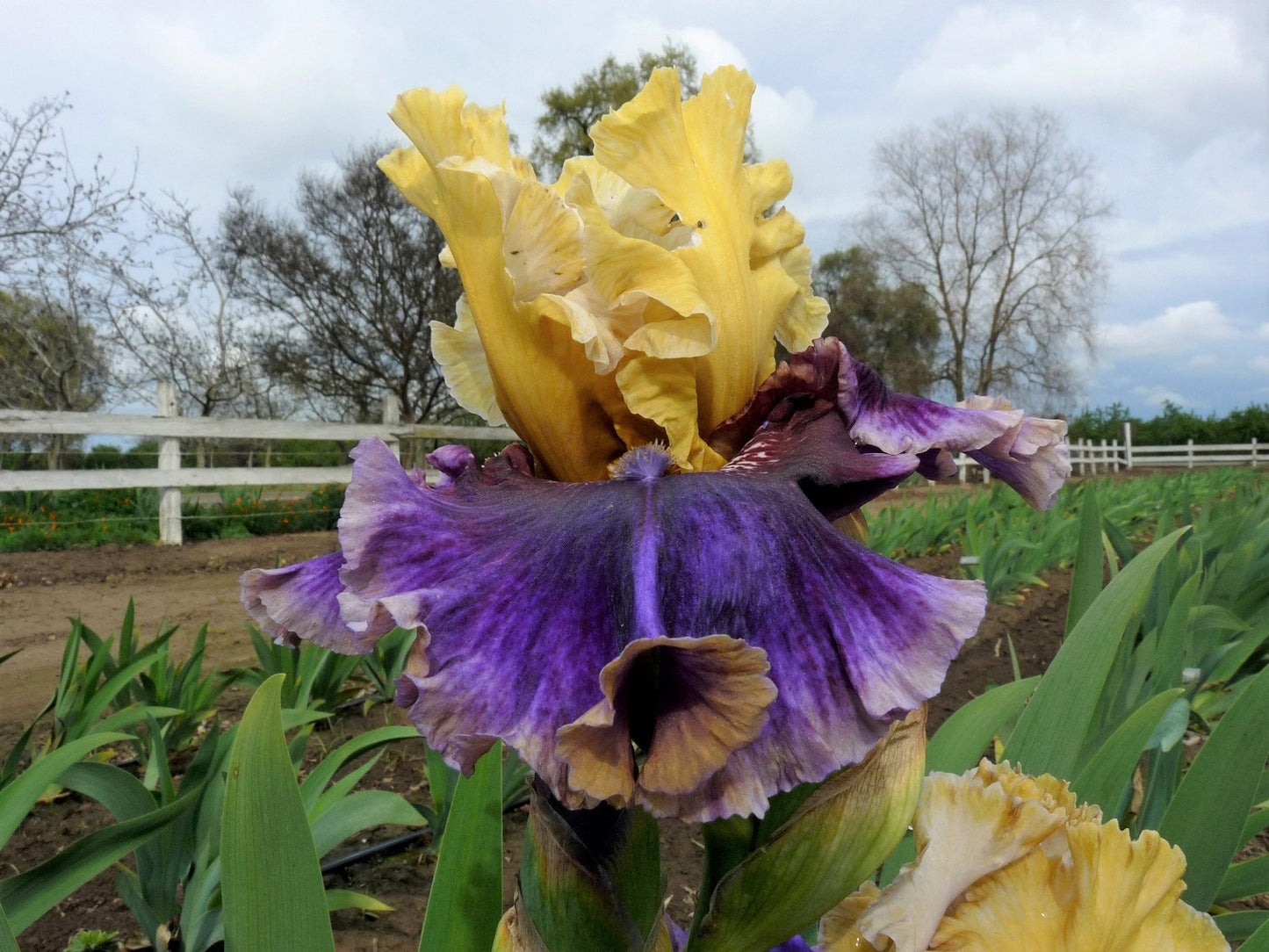 Breeder's Choice Reblooming Tall Bearded Iris Mix