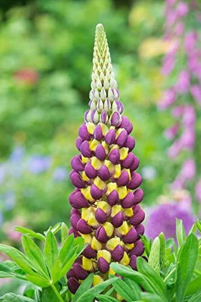 Heirloom Non-GMO Violet Yellow Lupine Flower Seeds Blooms for Garden Planting