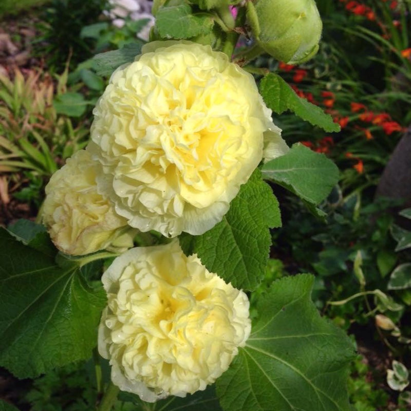 Chater's Double Yellow Hollyhock